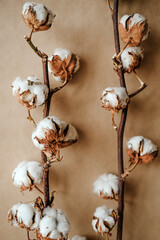 twigs with cotton boxes on a brown background