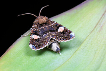 Moth insects，close-up of photo