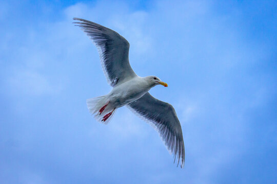 Seagull in flight