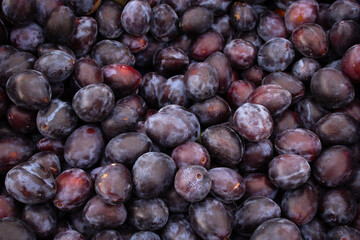 Fototapeta premium Isolated Italian plums at a farmer's market