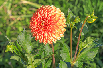 Dahlia flower in the garden.