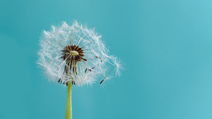 Macro dandelion at blue background. Freedom to Wish. Seed macro closeup. Goodbye Summer. Hope and dreaming concept. Fragility. Springtime. soft focus. Macro nature.