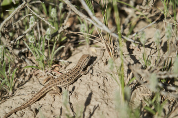 
reptile, small lizard sitting on the ground in tall grass