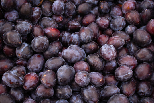 Isolated Italian plums at a farmer's market