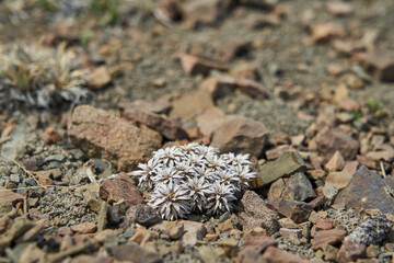 Hardy little white flower growing on rocky and dry ground in glacier national park, Patagonia...