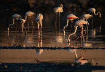Greater Flamingos at Tubli bay in the morning, Bahrain