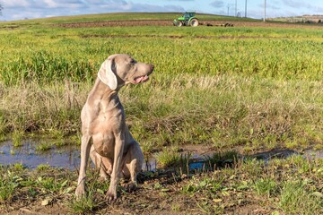 Sitting Weimaraner on a green field. Hunting dog on a autumn meadow. Autumn sunny morning on the...