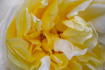 Closeup of white rose with yellow petals
