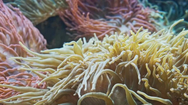 Beautiful sea flower corals  underwater world. Vibrant coral garden. Bright fluffy sea anemon in slow movement. Plant from another planet. Tropical reef marine.