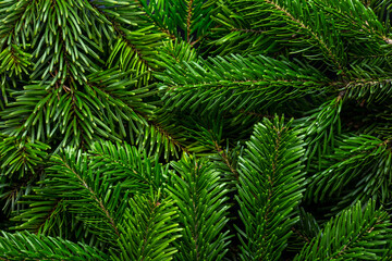 Branches of fir tree as background.  Close-up of  Christmas tree branches. Concept of the Christmas, New Year, Nature. Flat lay