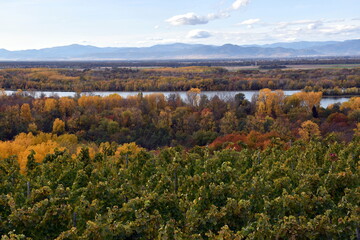 Blick von den Weinbergen bei Burkheim auf den Rhein