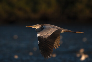 Grey Heron in flight at Tubli bay in the morning hour, Bahrain