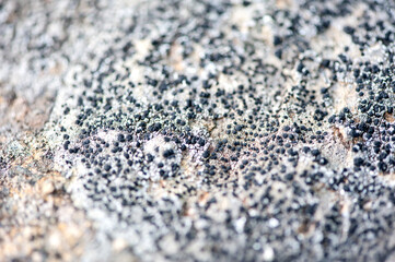 Lichen on a stone close up, selective focus. Natural texture. Camouflage background.