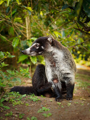 White-nosed Coati - Nasua narica, known as the coatimundi, member of the family Procyonidae (raccoons and their relatives). Local Spanish names for the species include pizote, antoon, and tejon