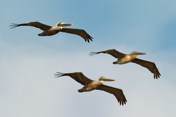 Obraz premium Brown pelican - Pelecanus occidentalis big bird of the pelican family, Pelecanidae, one of three species found in the Americas and one of two that feed by diving into water. Flying and fishing 