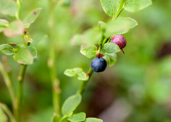 ripe wild blueberry on the bush. Close-up, selective focus. Natural forest background.