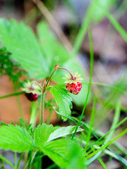 Obraz premium ripe wild strawberries on the bush. Close-up, selective focus. Natural forest background.