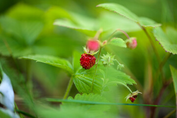 ripe wild strawberries on the bush. Close-up, selective focus. Natural forest background.