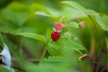 ripe wild strawberries on the bush. Close-up, selective focus. Natural forest background.