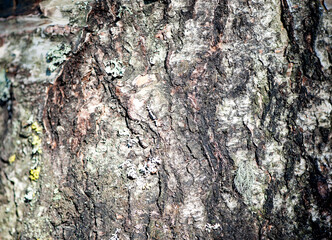 birch tree bark close-up. Natural forest texture. Selective focus