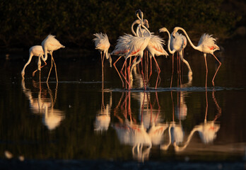 Greater Flamingos friendly fight at Tubli bay in the morning, Bahrain