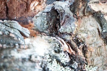 birch tree bark close-up. Natural forest texture. Selective focus