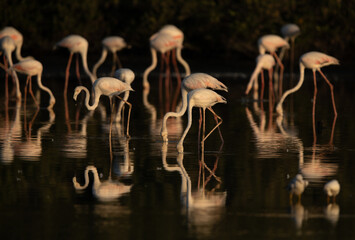 Greater Flamingos with dramatic reflection on water feeding at Tubli bay, Bahrain