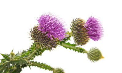 Beautiful flowering thistles.