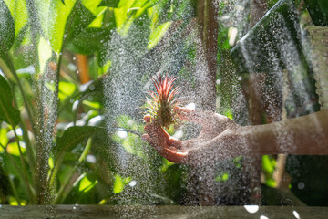 Close up of woman florist holding in her wet hand and spraying air plant Tillandsia at garden home/greenhouse during the heating season, taking care of houseplants. Indoor gardening. 