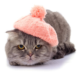 Cat in a pink beret.