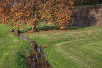 Autumnal tree in Lucca, Italy