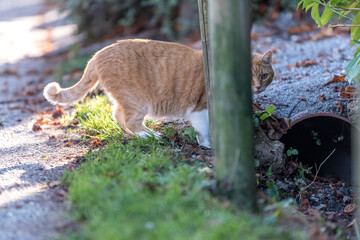 cat in the garden