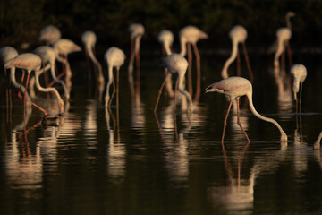 Greater Flamingos feeding at Tubli bay in the morning, Bahrain