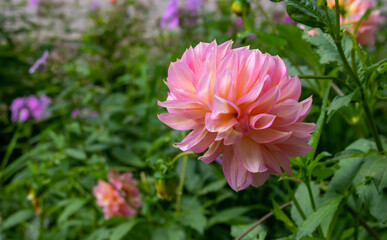 Pink peony flower blooming on a green flowerbed