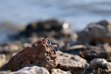 Río, piedras y almejas de agua dulce