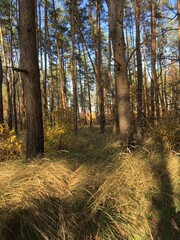 Fototapeta premium autumn forest in the autumn