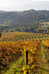 Fototapeta na wymiar Vineyard in autumn, Italy. Rows with yellow leaves in the light at sunrise.