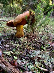 mushrooms in the forest