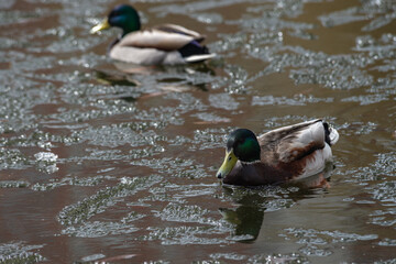Nice wild young duck on winter lake hunting survive nature
