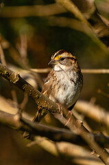 White Throated Sparrow