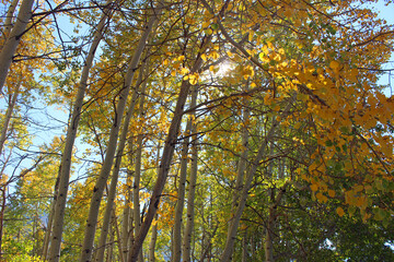 Fototapeta premium Quaking Aspen in the Fall