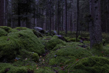 bayrischer wald gespenstisch fabelhaft abenteuerlich