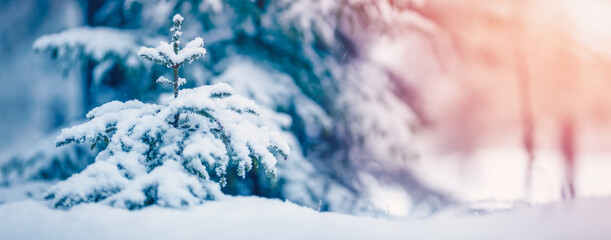 Winter snowy background with fir trees covered with snow