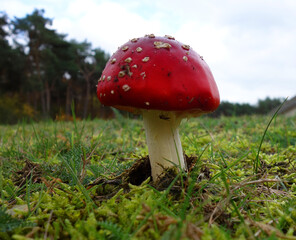 Ein Fliegenpilz auf einer Wiese. Unter der Kappe hängt eine Mücke. Roter Giftpilz. Giftiger und halluzinogener Pilz im Gras