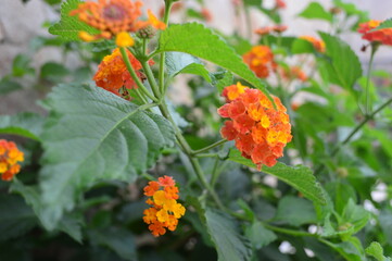 naranja sobre verde