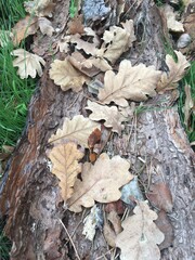 autumn leaves on the ground