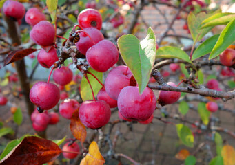 Kleine rote Äpfel von einem Zierapfelbaum im Herbst. Malus Toringo