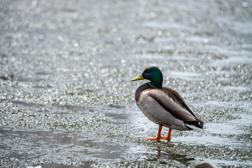 Nice wild young duck on winter lake hunting survive nature
