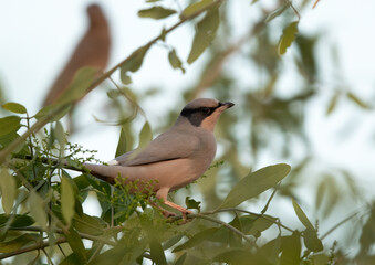 Portrait of a Grey Hypocolius perched on a tree, Bahrain