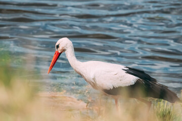 Adult European White Stork Standing In Green Grass Near River Or Lake